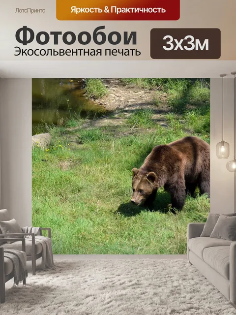 Фотообои Бурый медведь