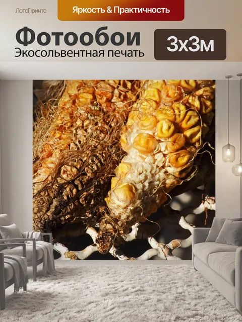 Фотообои сморщенные зерна кукурузы в початках