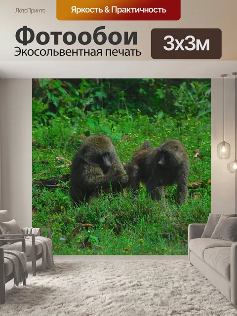 Фотообои Бабуин