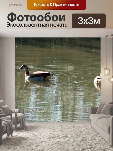 Фотообои Египетских гусей на воде