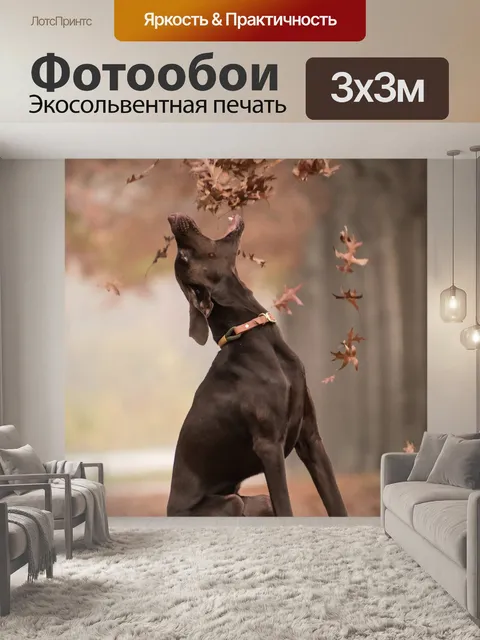 Фотообои Собака
