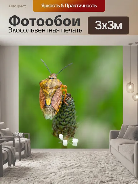 Фотообои Пурпур плодоовощ черепашка