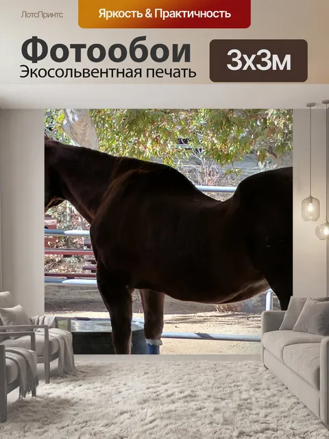 Фотообои Лошадь с разбитой спиной