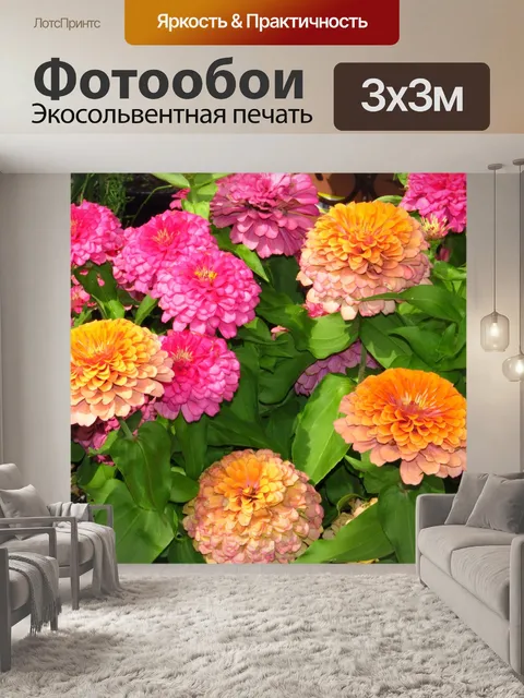 Фотообои Цветущий циннии