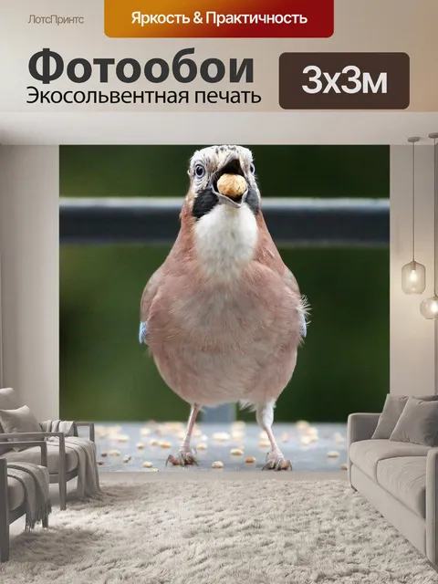 Фотообои Джей