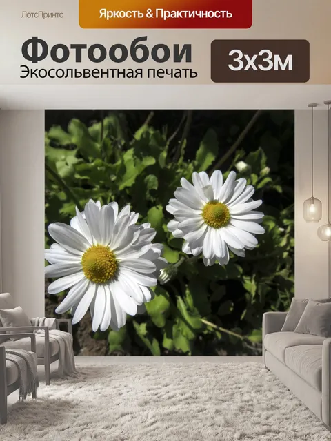 Фотообои Маргаритки