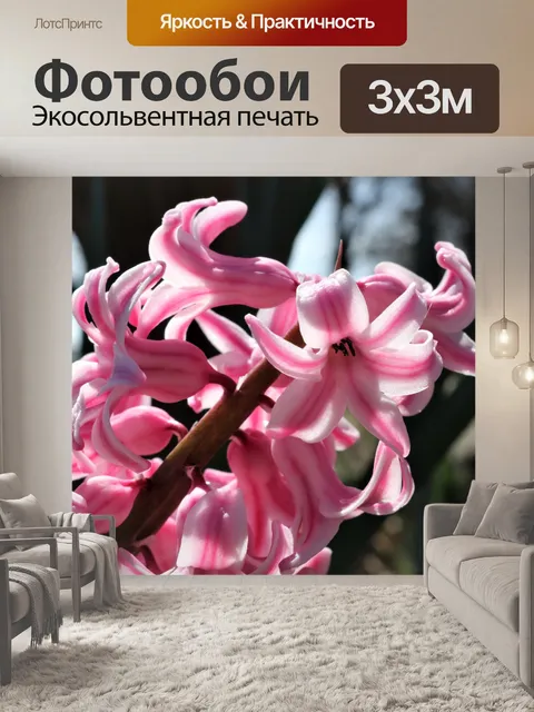 Фотообои Розовый гиацинт цветок крупным планом