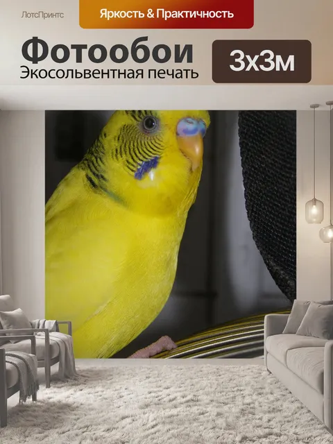 Фотообои Попугай