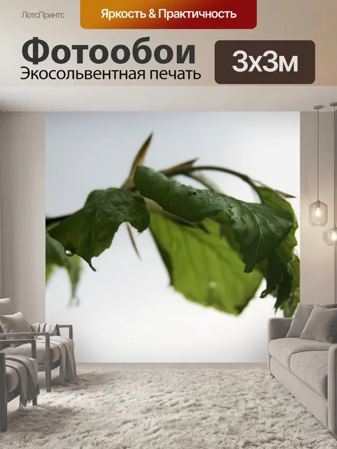 Фотообои Дождь