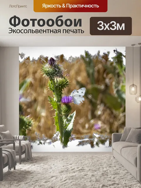 Фотообои белая бабочка на кардоне