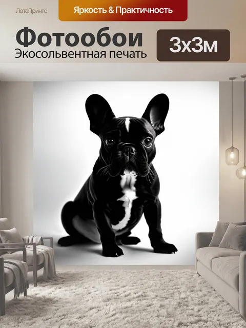 Фотообои стильная черно-белая фотография французского бульдога