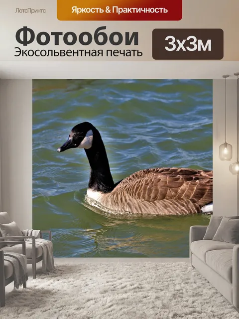Фотообои Канадский гусь крупным планом в воде