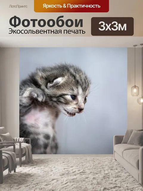 Фотообои Котенок