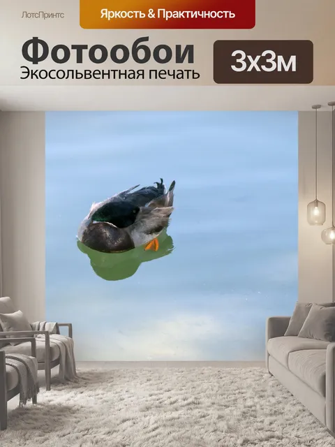 Фотообои Утка с головой под водой
