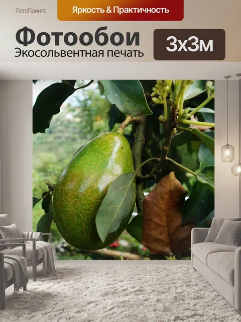 Фотообои Авокадо