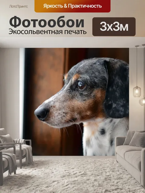 Фотообои Такса