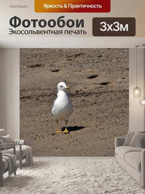 Фотообои Waking Sea Gull
