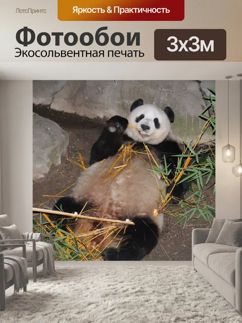 Фотообои Полное тело вид панда