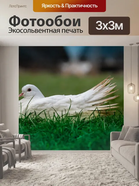 Фотообои Белый голубь, белая птица
