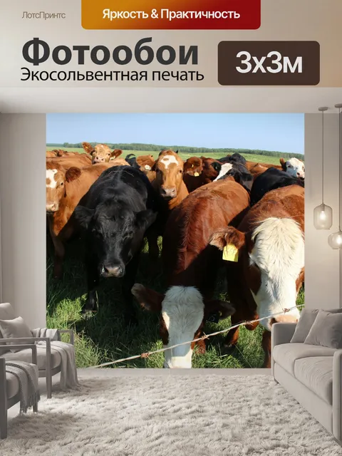 Фотообои Стадо коров выгона
