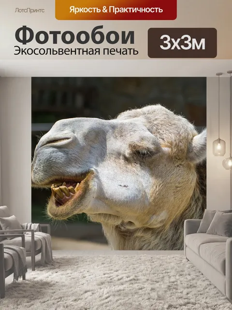 Фотообои Верблюд