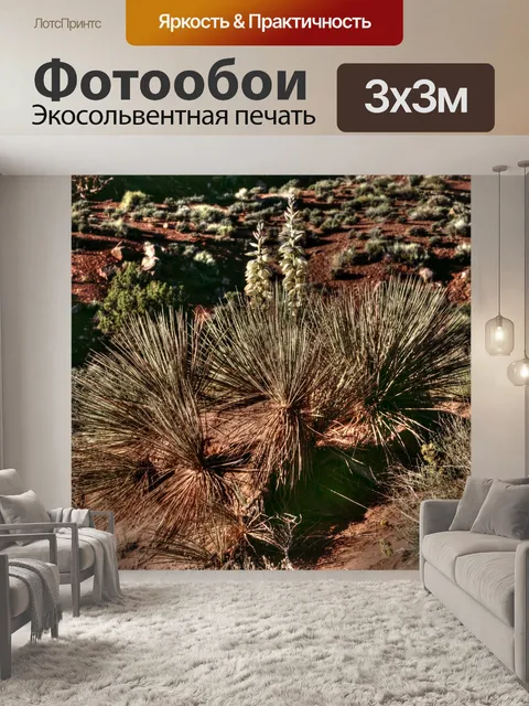 Фотообои Кактусы пустыни