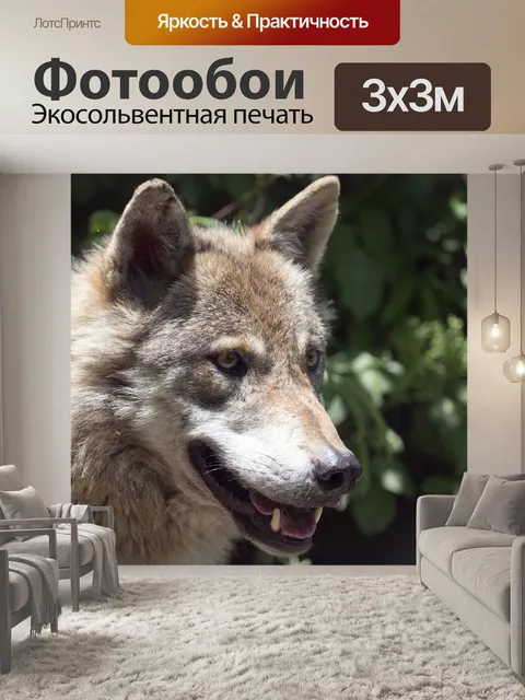 Фотообои Европейский волк
