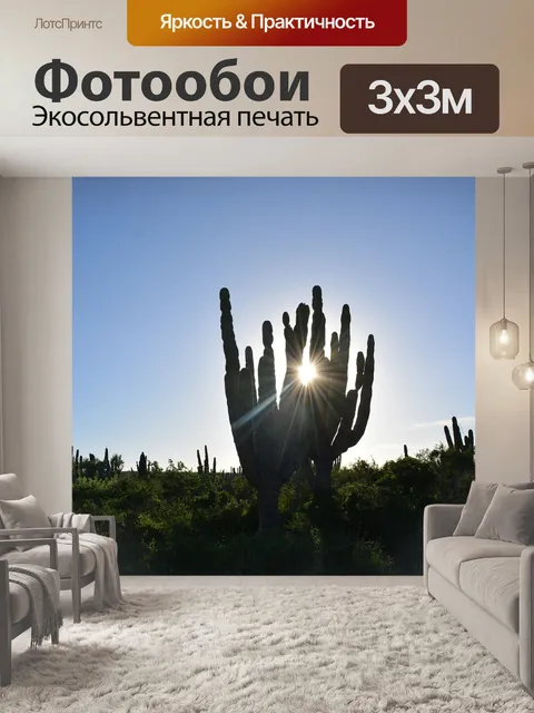 Фотообои Кактус в пустыне