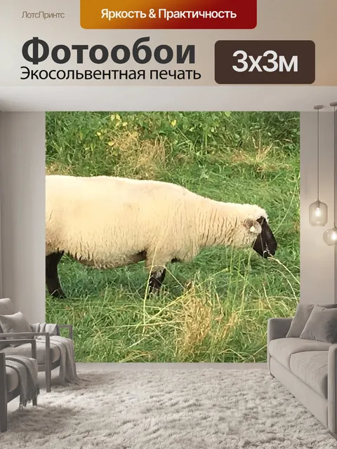 Фотообои Овец