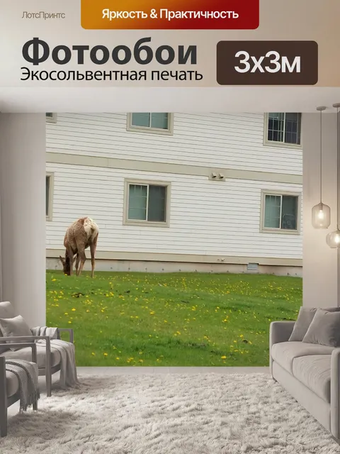 Фотообои Лось, пасущийся в городе
