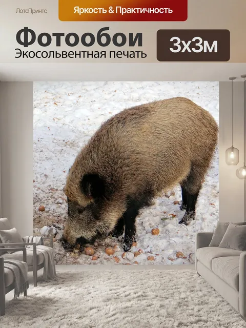 Фотообои Кабан