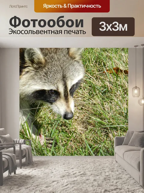 Фотообои Енот № 2