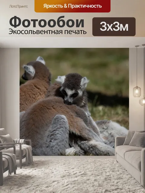 Фотообои Кошачий лемур