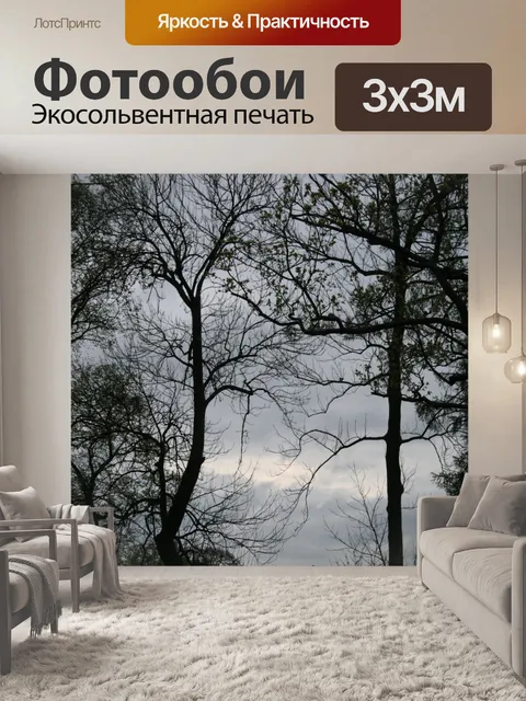 Фотообои Высокие деревья против серого неба