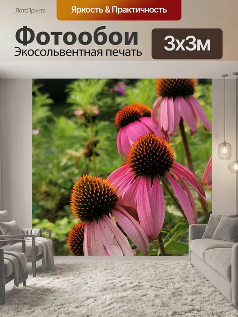 Фотообои Эхинацея
