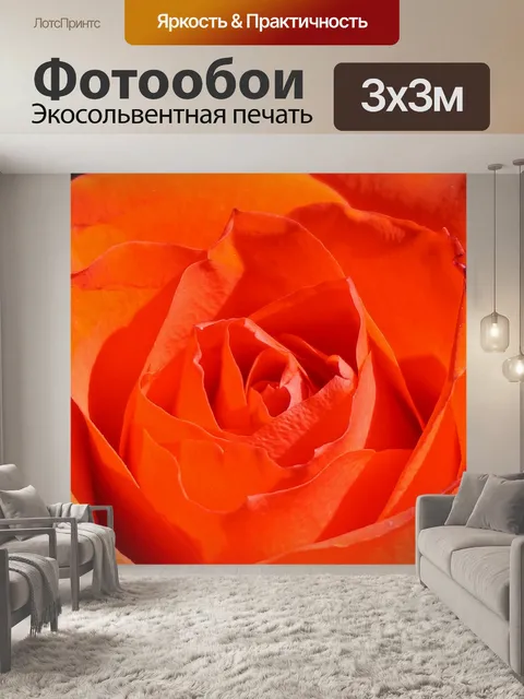 Фотообои Оранжевая роза крупным планом