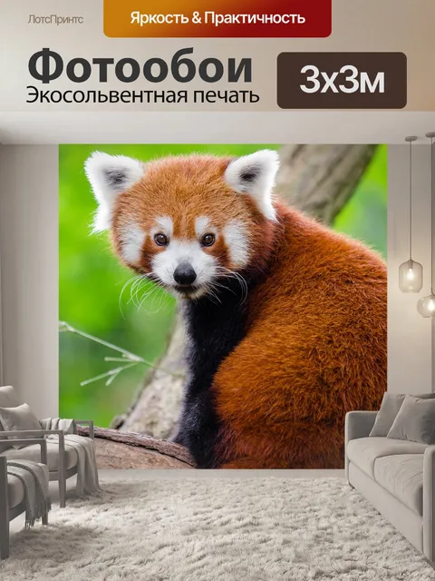 Фотообои Красная панда