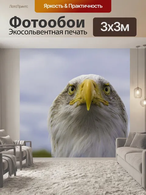 Фотообои Белоголовый орлан
