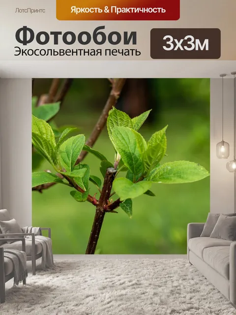 Фотообои Гортензия