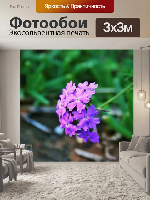 Фотообои фиолетовый вербена цветок