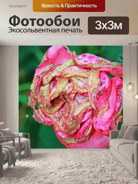 Фотообои разлагающихся розовый цветок