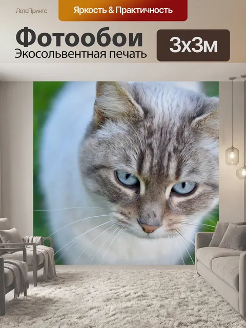 Фотообои Кошка