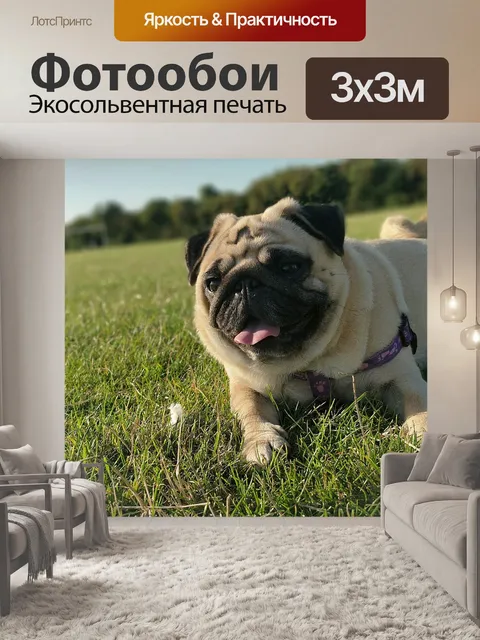 Фотообои Мопс