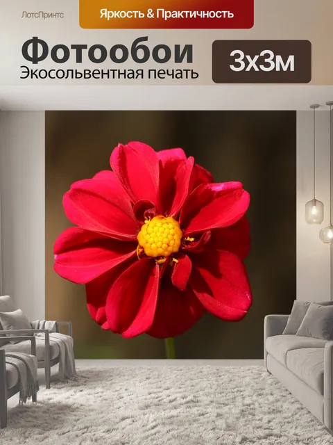 Фотообои Красный Далия крупным планом