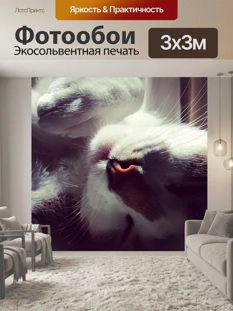 Фотообои Кошка