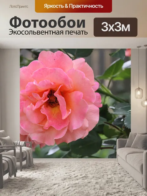 Фотообои Розовый гибрид розы