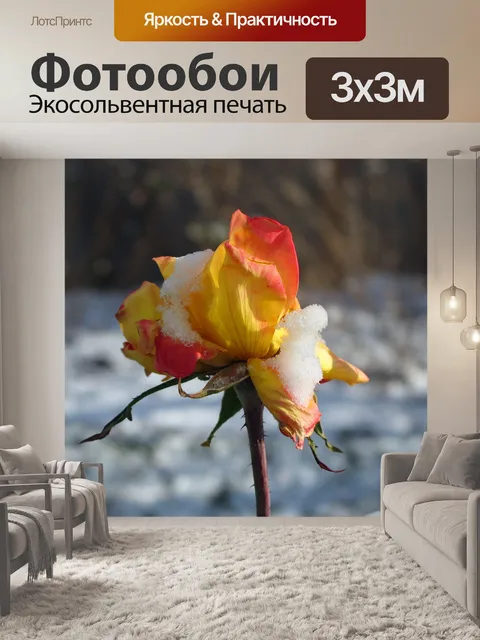 Фотообои Чикаго мир чайной розы