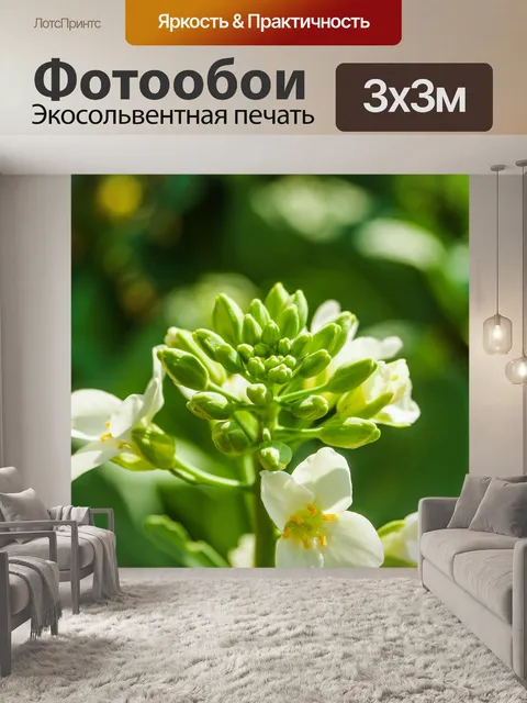 Фотообои Цветочные изображения фона