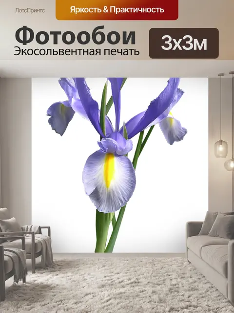 Фотообои Голландский ирис