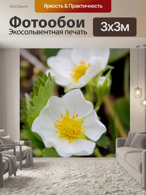 Фотообои Цветы